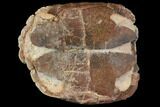 Inflated Fossil Tortoise (Stylemys) - South Dakota #113041-4